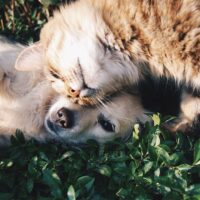 Anche cani e gatti a rischio diabete