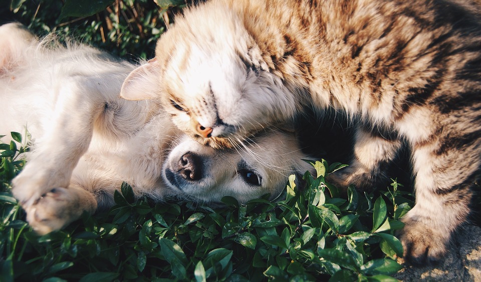 Anche cani e gatti a rischio diabete