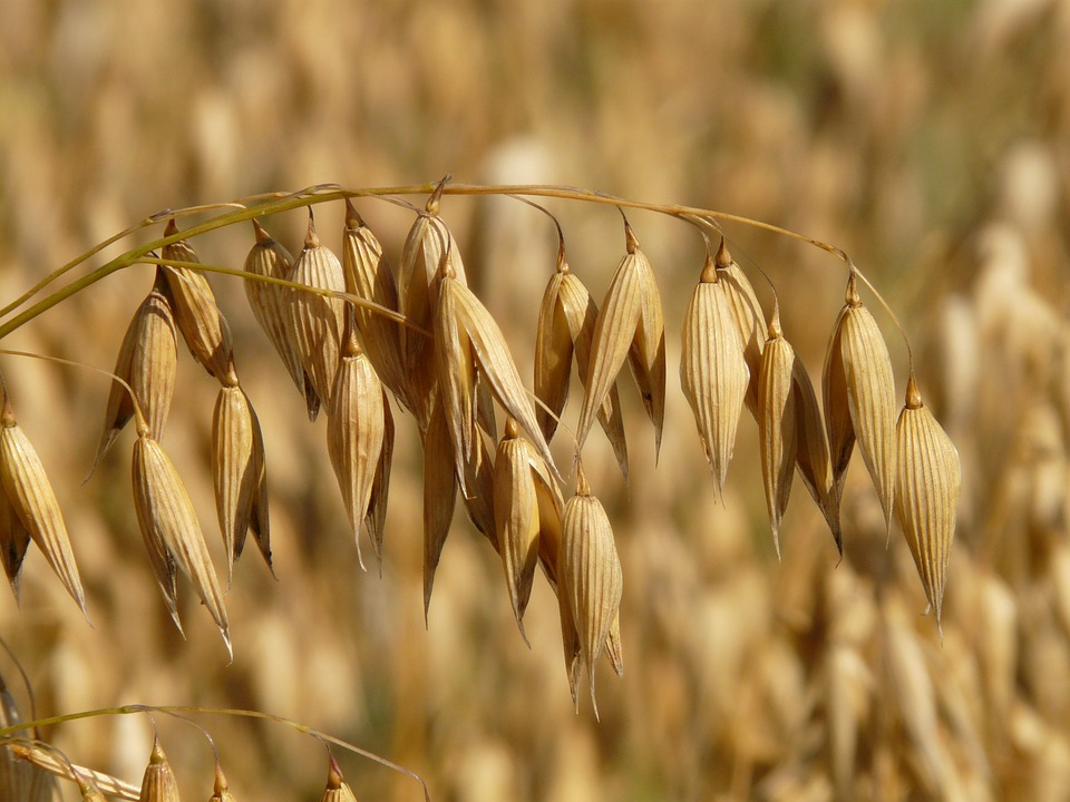 Avena, scoprite un alimento che rinforza e porta energia e benessere