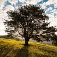 Il caro estinto diventa un albero. A Bologna il progetto, il primo al mondo