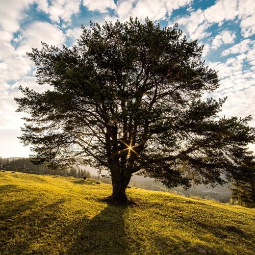 Il caro estinto diventa un albero. A Bologna il progetto, il primo al mondo
