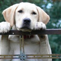 In Lombardia gli animali da compagnia potranno entrare negli ospedali e nelle case di cura