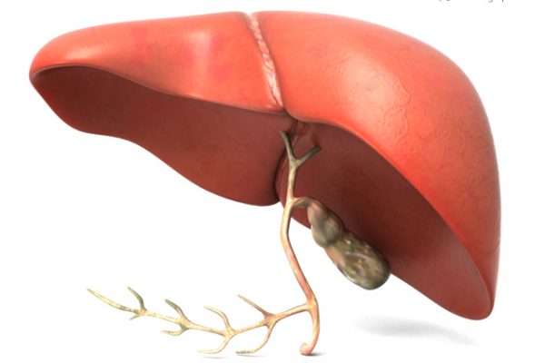 Credits: http://www.medicalgraphics.de/en/component/joomgallery/organs/liver-gallbladder-back.html