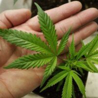 La Regione Campania modifica la legge sull’uso terapeutico della Cannabis