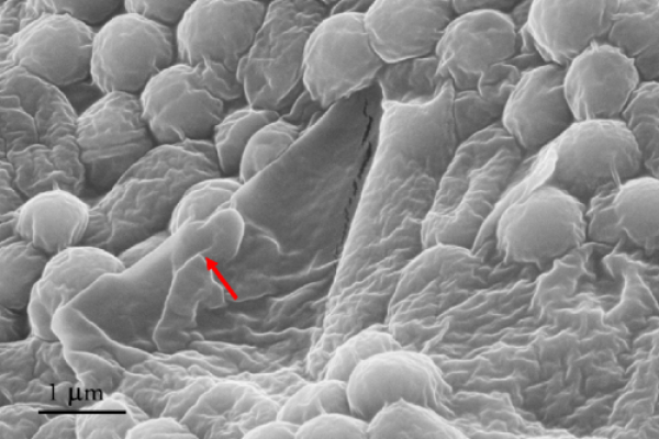 L'immagine mostra dei batteri tagliati dal grafene. Si possono distinguere batteri sani e batteri più danneggiati. La freccia indica una lamina di grafene che sporge ed è esposta dal trattamento laser