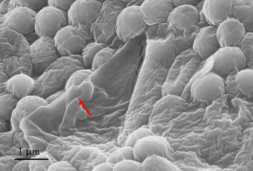 Con il “grafene” i superbatteri hanno preso un granchio