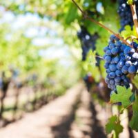 Vino, Coldiretti: “Nel 2016 leadership mondiale e record export”