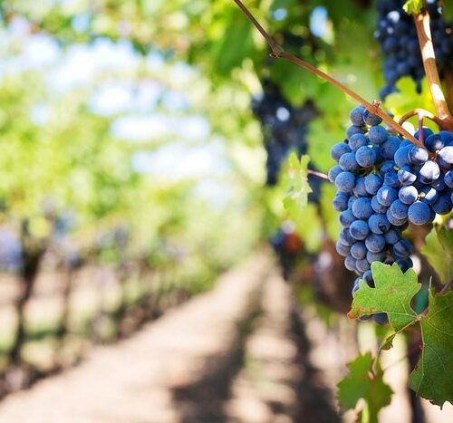 Vino, Coldiretti: “Nel 2016 leadership mondiale e record export”