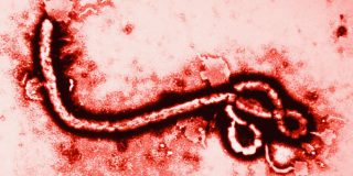 ebola