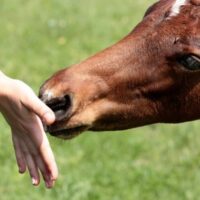 L’ippoterapia aiuta i ragazzi con disturbi alimentari