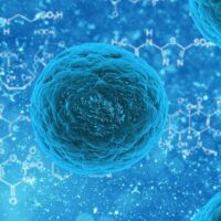 CNR: svelato ruolo vitamine e aminoacidi nelle cellule staminali