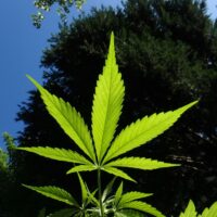 Rischio di ictus in aumento del 26% facendo uso di cannabis