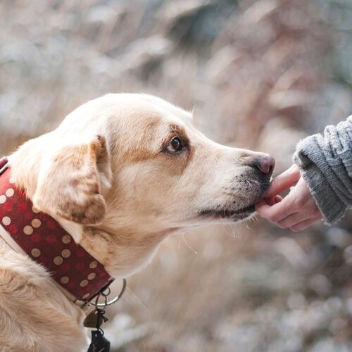 Primi test in Francia: olfatto dei cani efficace al 100 per cento nell’individuare il cancro