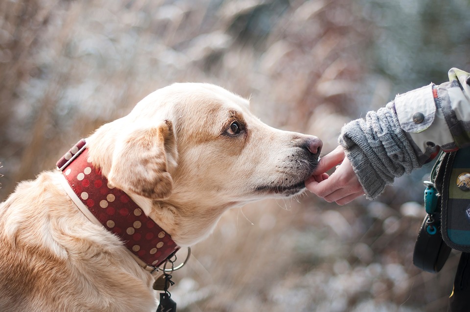 Primi test in Francia: olfatto dei cani efficace al 100 per cento nell’individuare il cancro