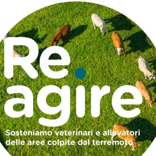 Terremoto e salute animale, Associazione Veterinari (ANMVI) lancia ‘Re.agire’