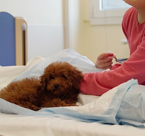 Un cucciolo di speranza per Valeria che lotta contro la leucemia