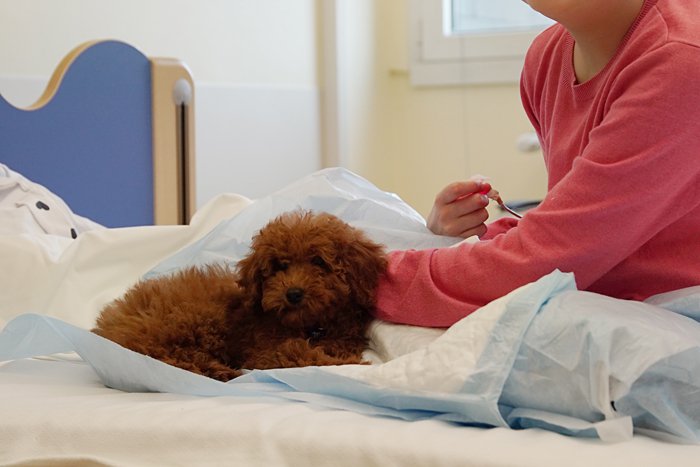 Un cucciolo di speranza per Valeria che lotta contro la leucemia