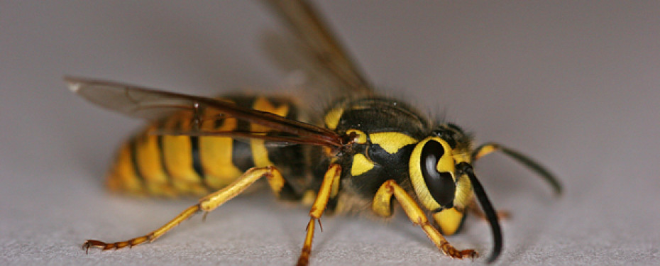 Api, vespe, calabroni: come difendersi dalle punture degli insetti