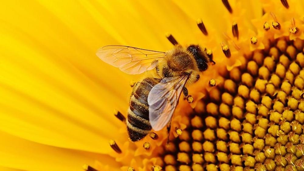 Api, vespe, calabroni: come difendersi dalle punture degli insetti