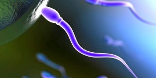 nascita_procreazione_infertilita_spermatozoi