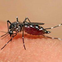 A Bologna nuovo caso di dengue, parte disinfestazione in zona San Domenico-Castiglione