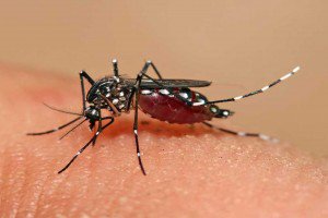 A Bologna nuovo caso di dengue, parte disinfestazione in zona San Domenico-Castiglione