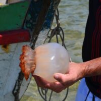 Punture estive: meduse, vipere e calabroni, che fare?