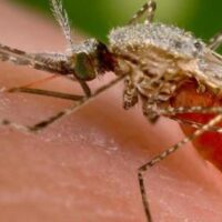 Malaria: che cos’é, come si contrae e come si cura