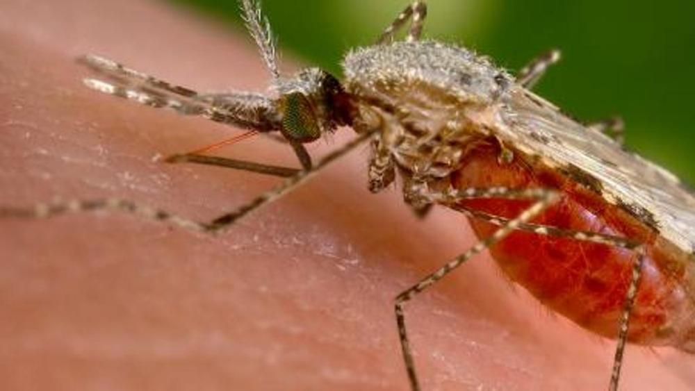 Malaria: che cos’é, come si contrae e come si cura