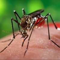 Sanità, l’esperto: “In Italia torneremo a parlare di malaria e dengue. Ma le portano i turisti”