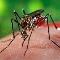 Chikungunya, infettivologi: “Generalmente benigna, nessuna meraviglia”