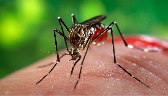Chikungunya, infettivologi: “Generalmente benigna, nessuna meraviglia”