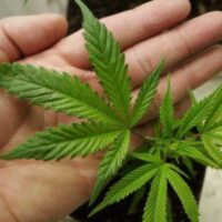 Cannabis per uso terapeutico, ok della Camera con 317 sì. Ecco le novità