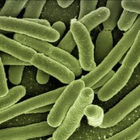 Superbatteri, Italia maglia nera in Ue per germi resistenti ad antibiotici