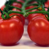 Lo studio: mangiare pomodori riduce i danni ai polmoni causati dal fumo